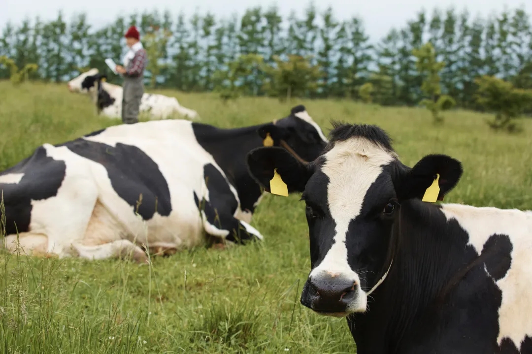 滅菌乳新規(guī)落地 滅菌乳新規(guī)落地